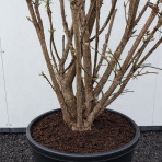 Bršlen krídlatý (Euonymus Alatus) - výška 230-250 cm, kont. C70L - VIACKMENNÝ